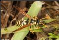 Polistes sp.